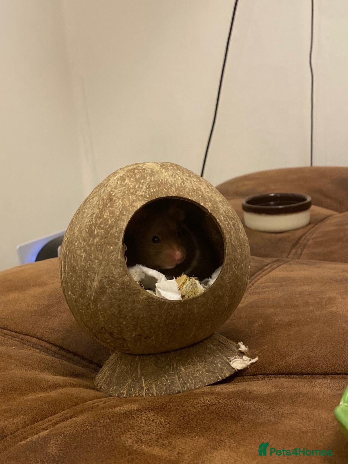 Hamster rodents hamster for sale  - Advert 6