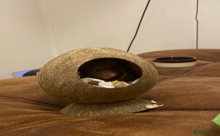 Hamster rodents hamster for sale  - Advert 12