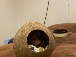 Hamster rodents hamster for sale - Advert 3