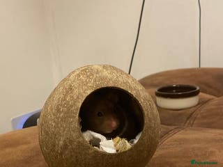 Hamster rodents hamster - Advert 14