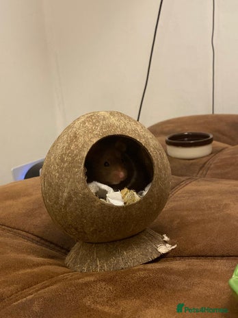 Hamster rodents hamster for sale - Advert 1