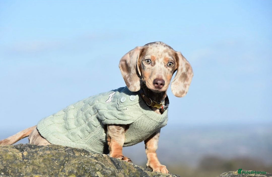 Miniature Dachshund dogs for sale: Miniature Dachshund  - Advert 5