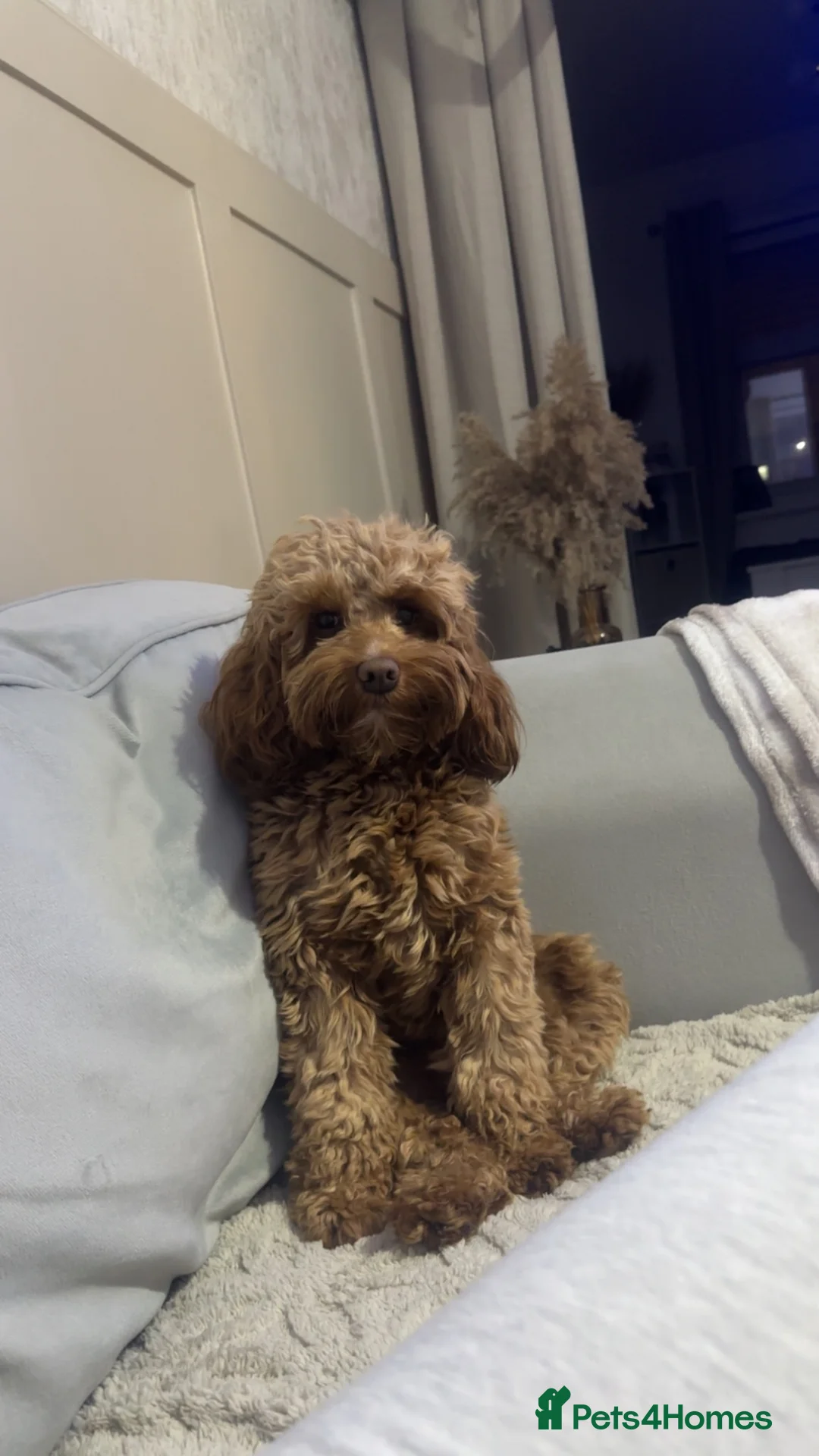 Cockapoo dogs for sale:  5 Stunning F1 red cockapoos - Advert 1