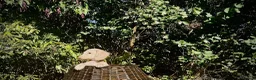 Miniature Dachshund dogs for sale: 1 only Blonde cream miniature dachshund - Advert 13