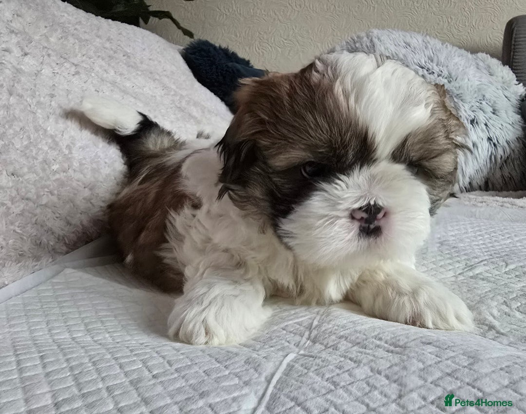 Shih Tzu dogs for sale: Shih Tzu Male puppy for sale - Advert 13