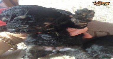 Poodle dogs in Spennymoor - Advert 8