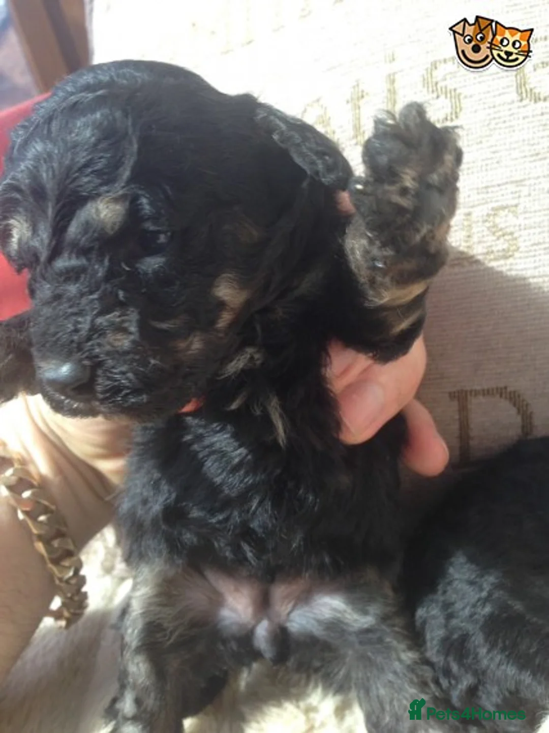 Poodle dogs for stud: Stunning Pure White Proven Poodle Stud in Spennymoor - Advert 2