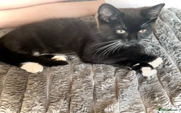 Mixed Breed cats for sale: Delightful mix-breed Siamese-black calico-kittens - Image 5