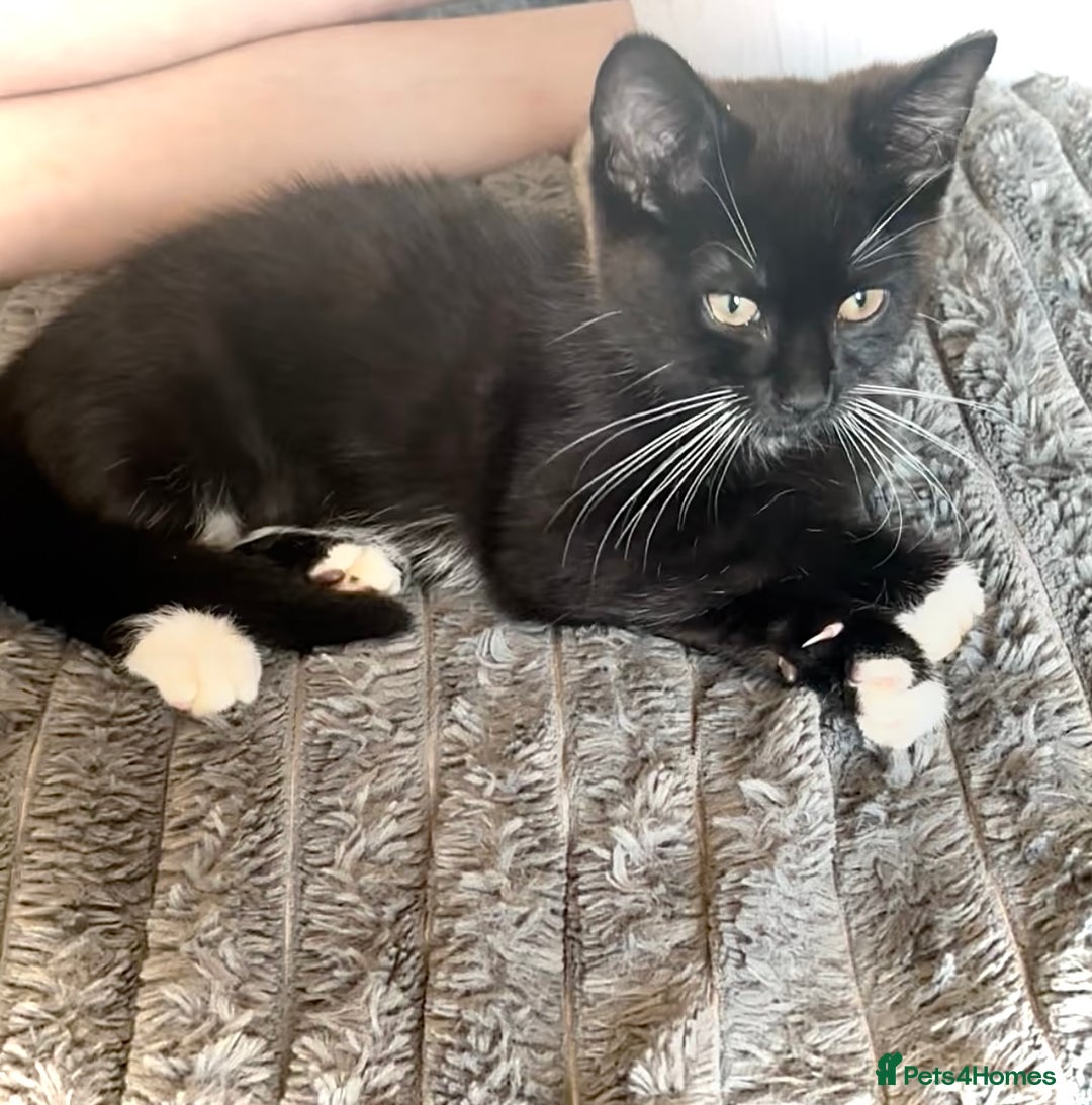 Mixed Breed cats for sale: Delightful mix-breed Siamese-black calico-kittens - Image 5