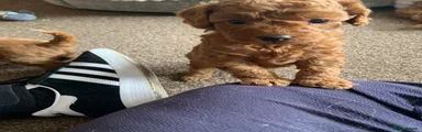 Toy Poodle 5