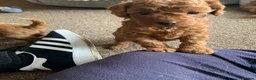 Toy Poodle dogs for sale: Beautiful toy poodles  - Advert 2