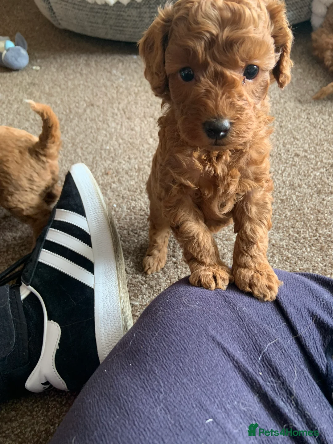 Toy Poodle dogs for sale: Beautiful toy poodles  - Advert 2