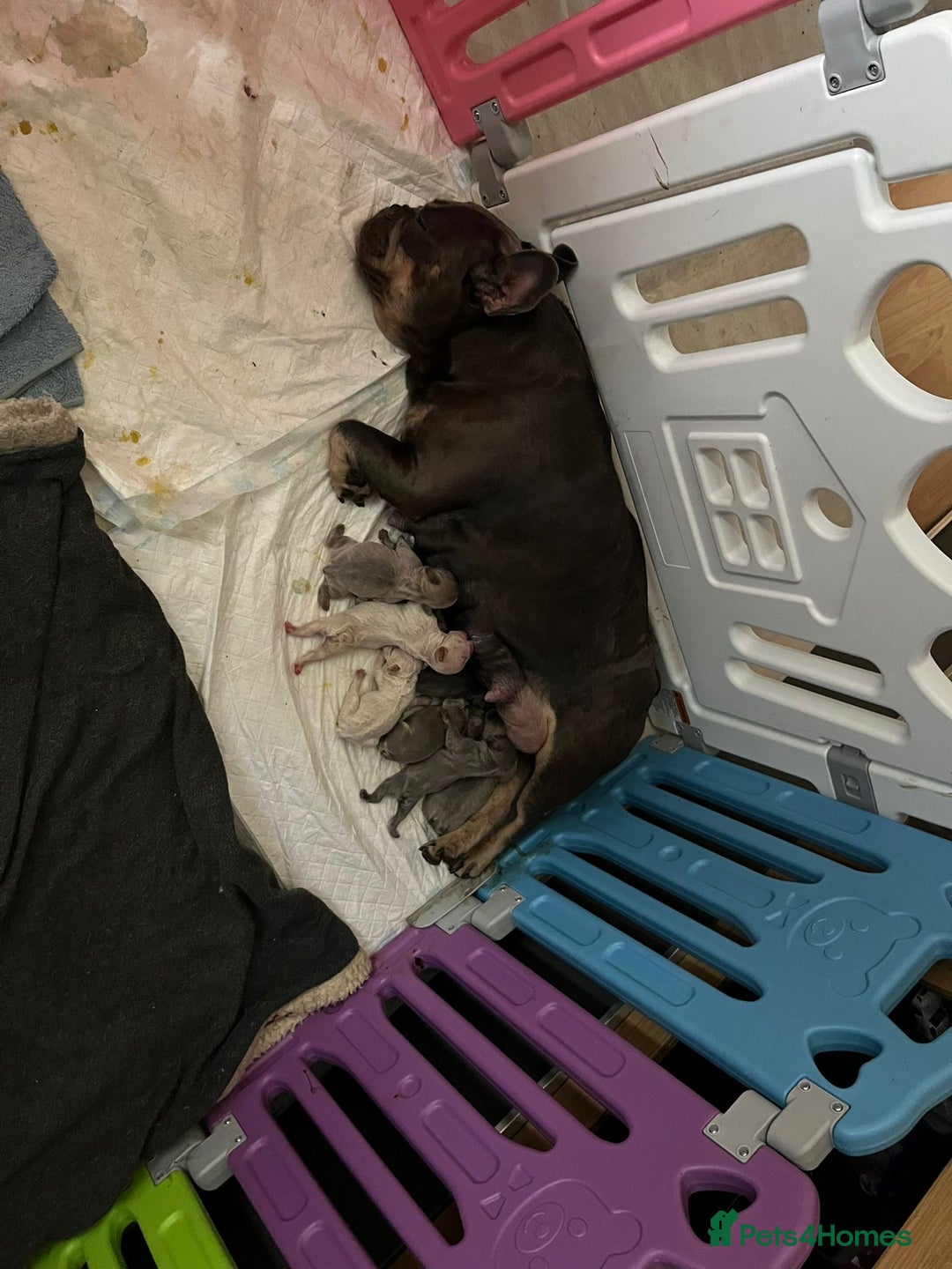 French Bulldog dogs for sale: 7 Stunning Babies ❤️💙 - Image 16