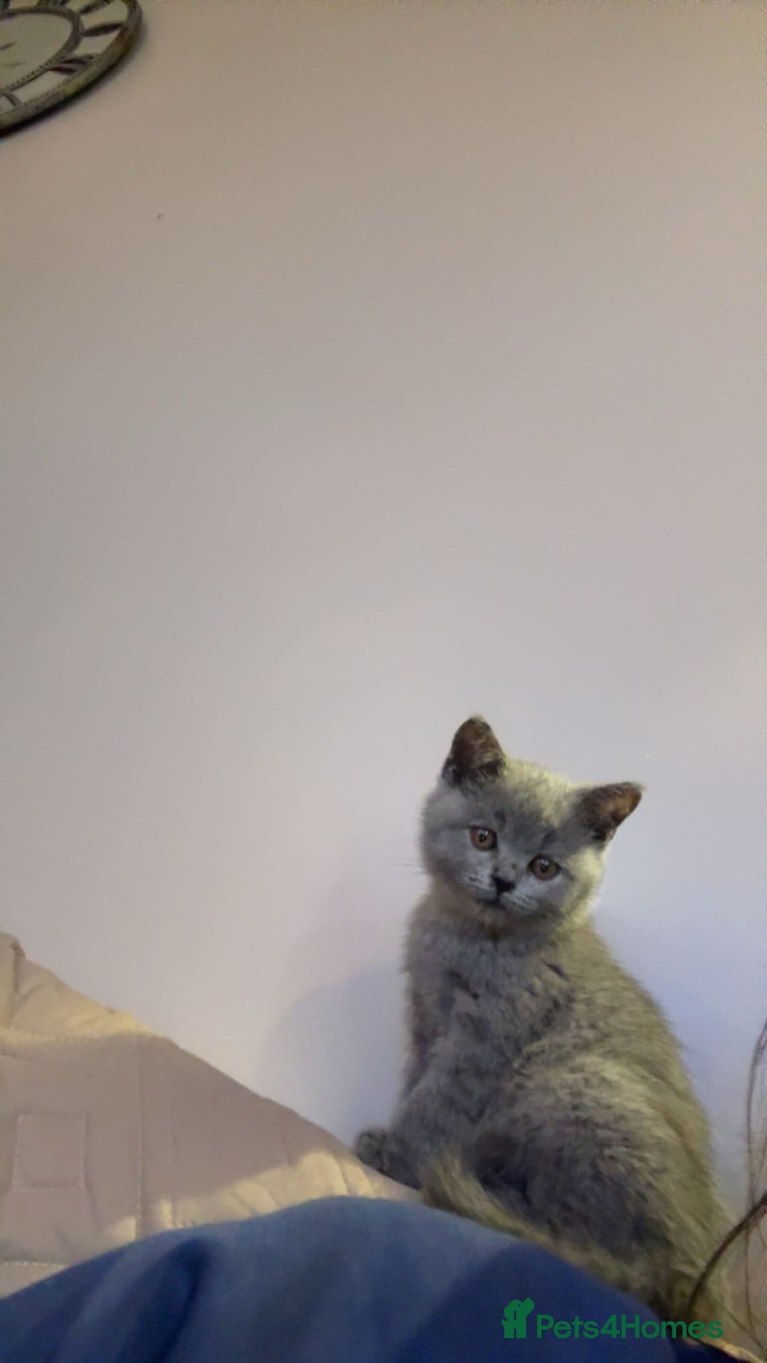 British Shorthair cats for sale: Male kittenBritish shorthair   - Advert 2