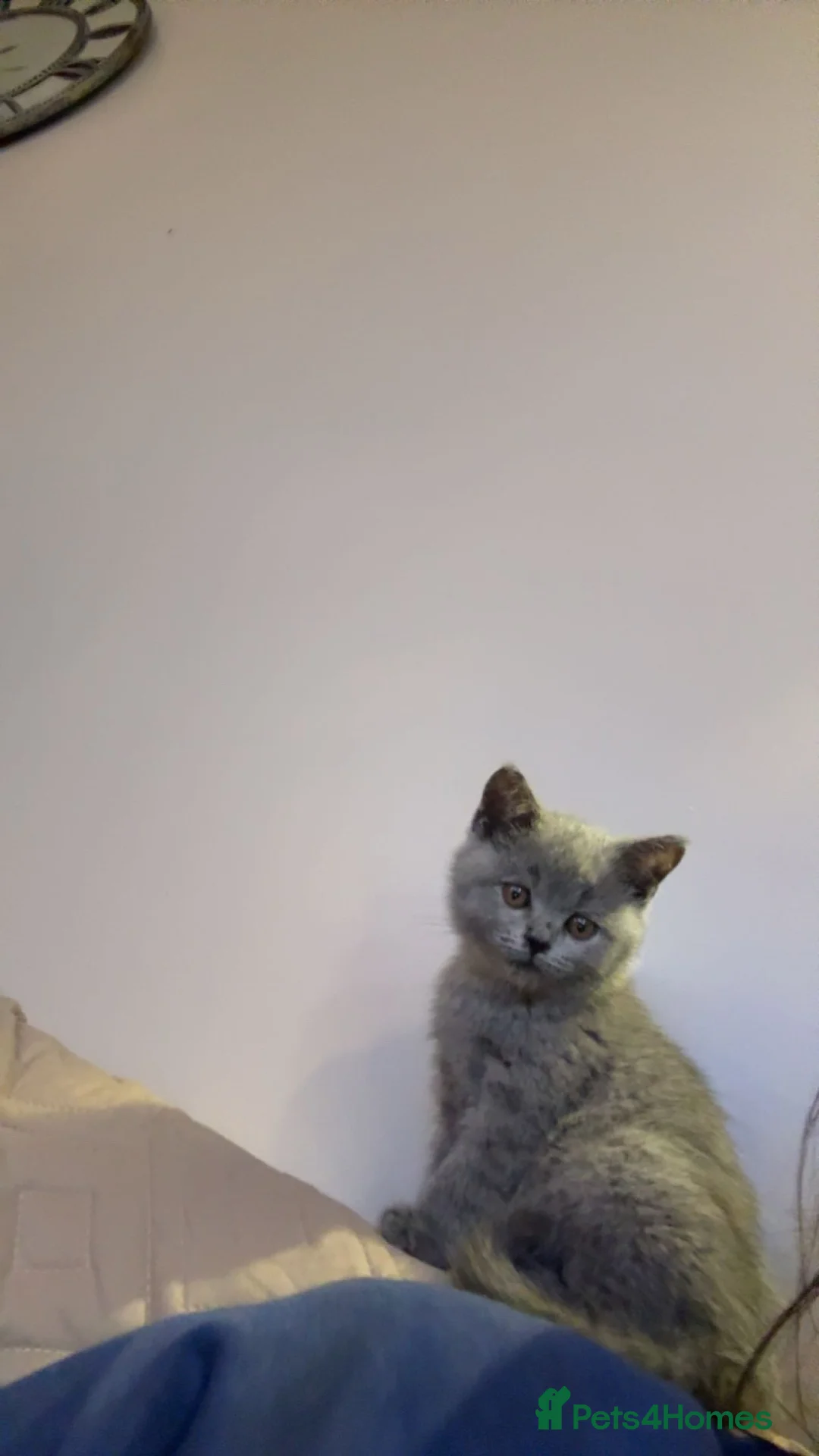 British Shorthair cats for sale: British Shorthair kitten male  - Advert 2
