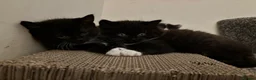 British Shorthair cats for sale: 2 lovely British short hair kittens - Advert 9
