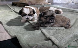 Shih Tzu dogs for sale: 4 beautiful shih tzu puppies 2 female 2 male - Image 1
