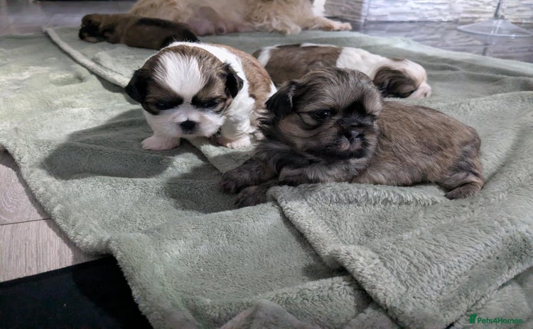 Shih Tzu dogs - Advert 4
