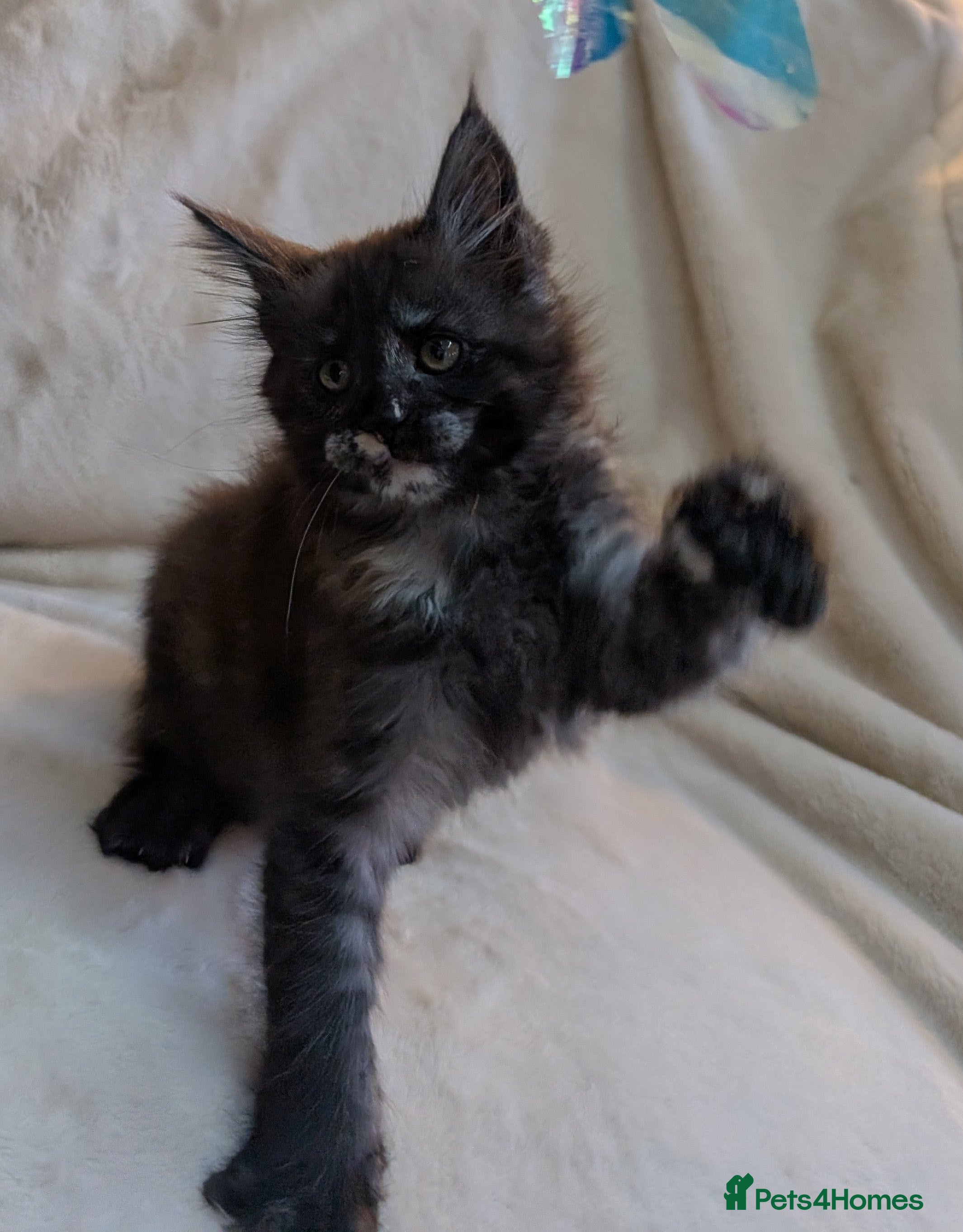 Maine Coon cats ✨ Stunning Maine Coon Kittens Ready Now ✨ - Advert 1