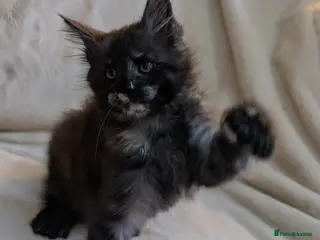 Maine Coon cats ✨ Stunning Maine Coon Kittens Ready Now ✨ - Advert 1