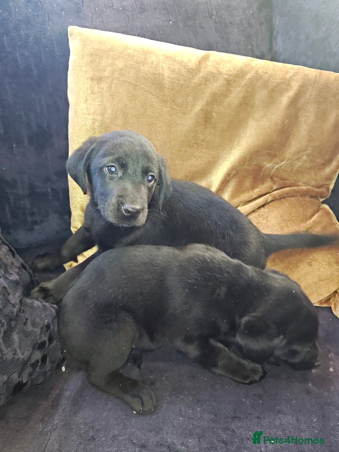 Labrador Retriever dogs for sale: Stunning Labrador pups - Advert 10