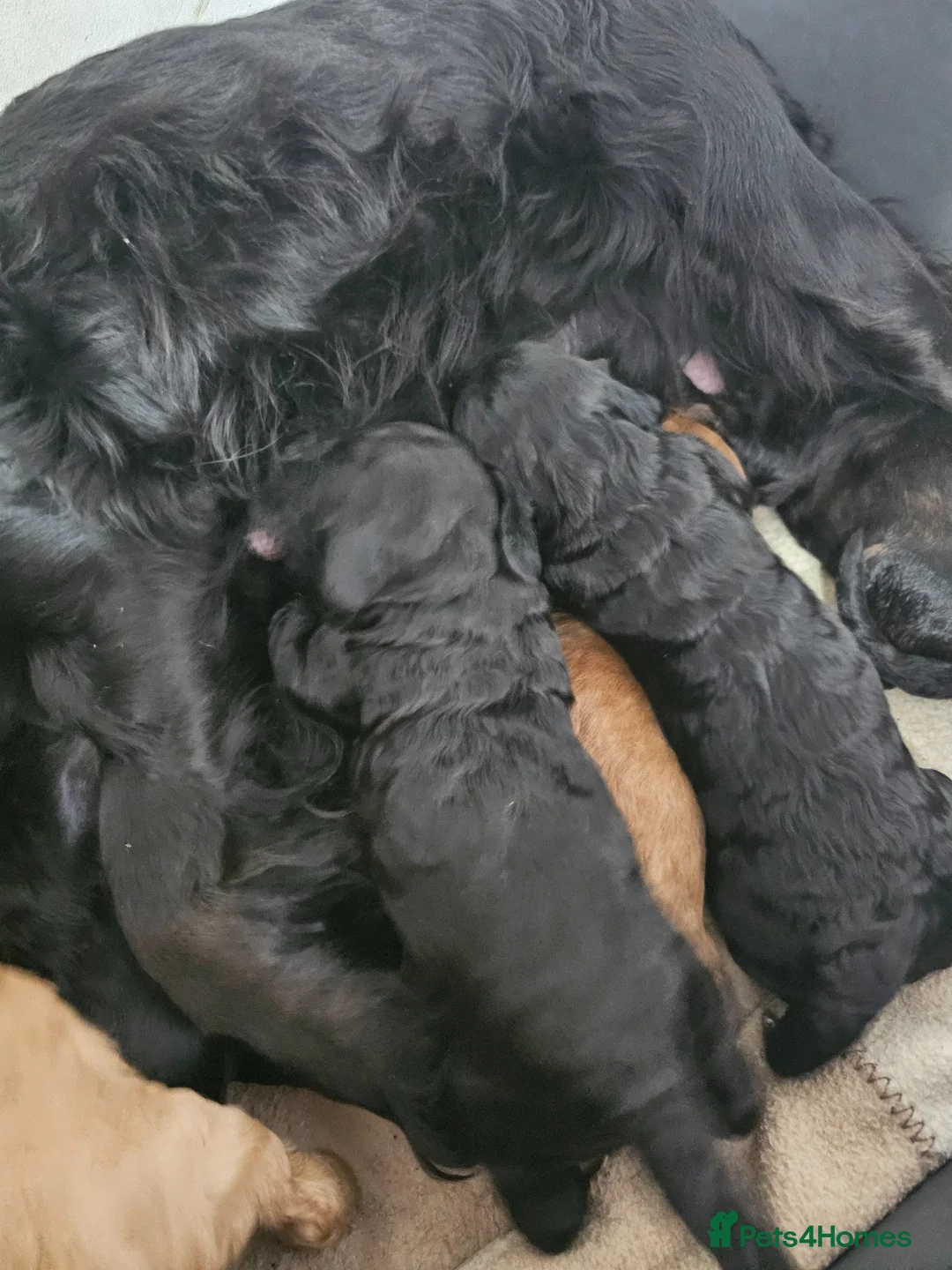 Cockapoo dogs for sale: Cockapoos Puppy for sale  - Advert 1