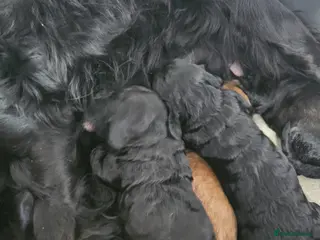Cockapoo dogs Cockapoos Puppy for sale - Advert 1