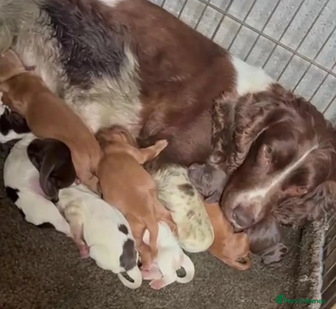 Cocker Spaniel dogs for sale: Cocker spaniel for Sale  - Advert 9
