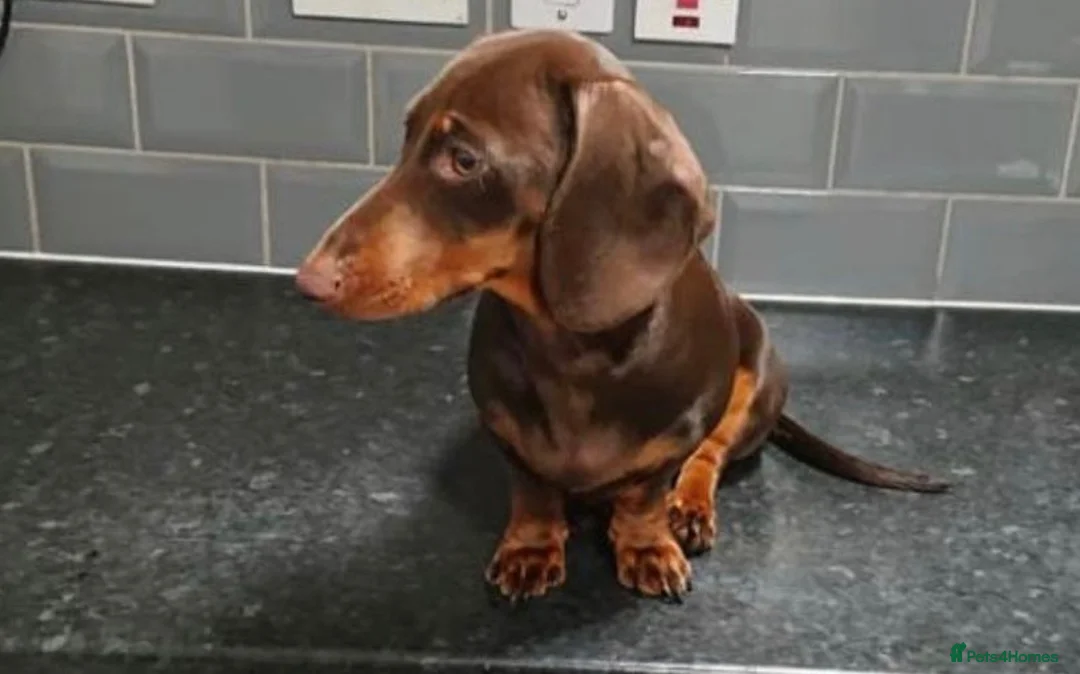 Miniature Dachshund dogs for sale: Beautiful Miniature Daushund Puppies - Advert 1