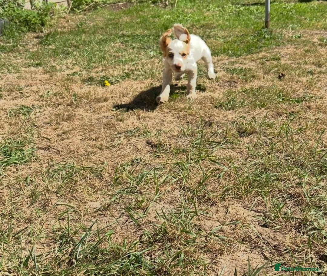 Cocker Spaniel dogs for sale: Gorgeous cocker spaniel puppies  - Image 5