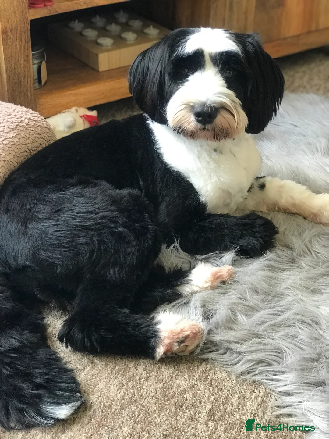 Tibetan Terrier dogs for stud: Araki Fabulous Fergus Extensive Health Tests  - Advert 5