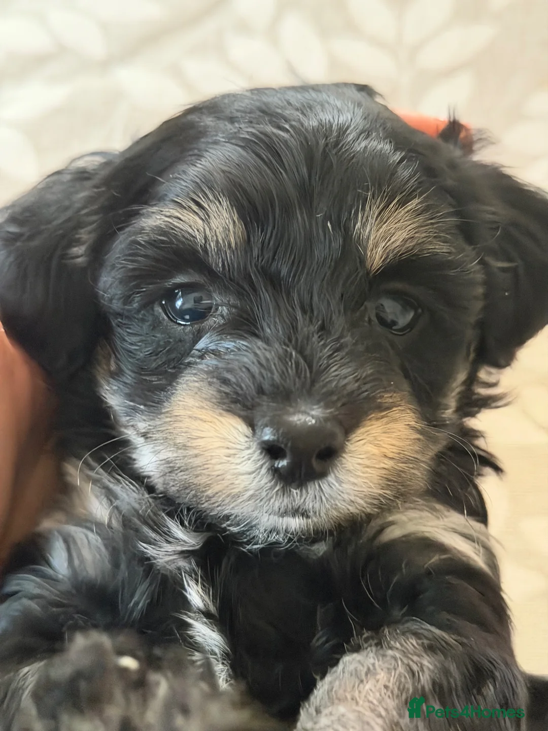 Maltipoo dogs for sale: Quality F1 Black & Tan Maltipoo Puppies - Advert 1