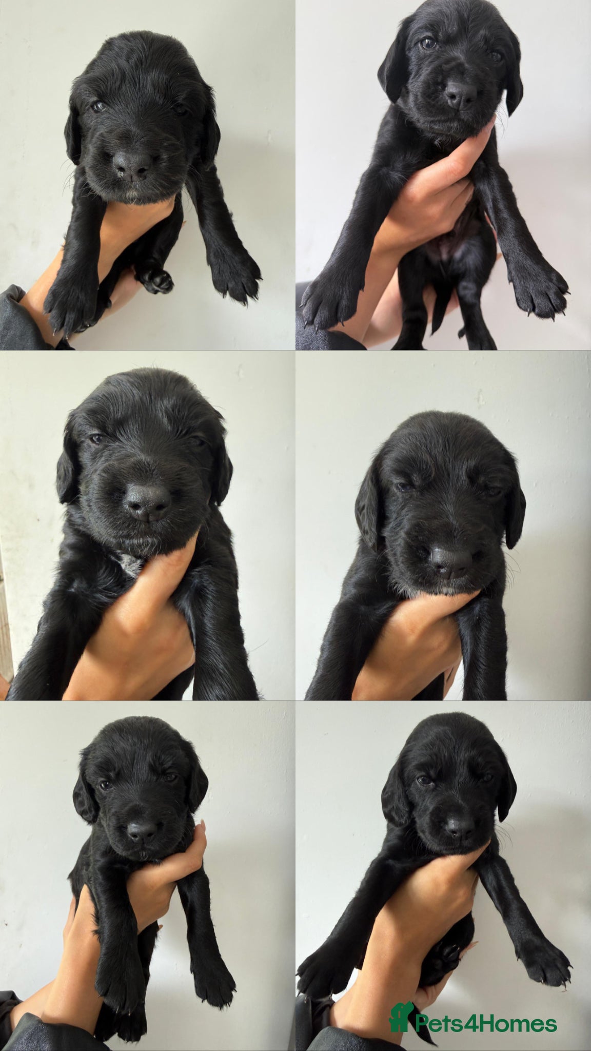 Mixed Breed dogs Beautiful GSD x cocker spaniel x Irish setter pups - Advert 1