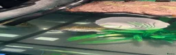 Turtle reptiles for sale: Turtle with full set up in Birmingham - Advert 2
