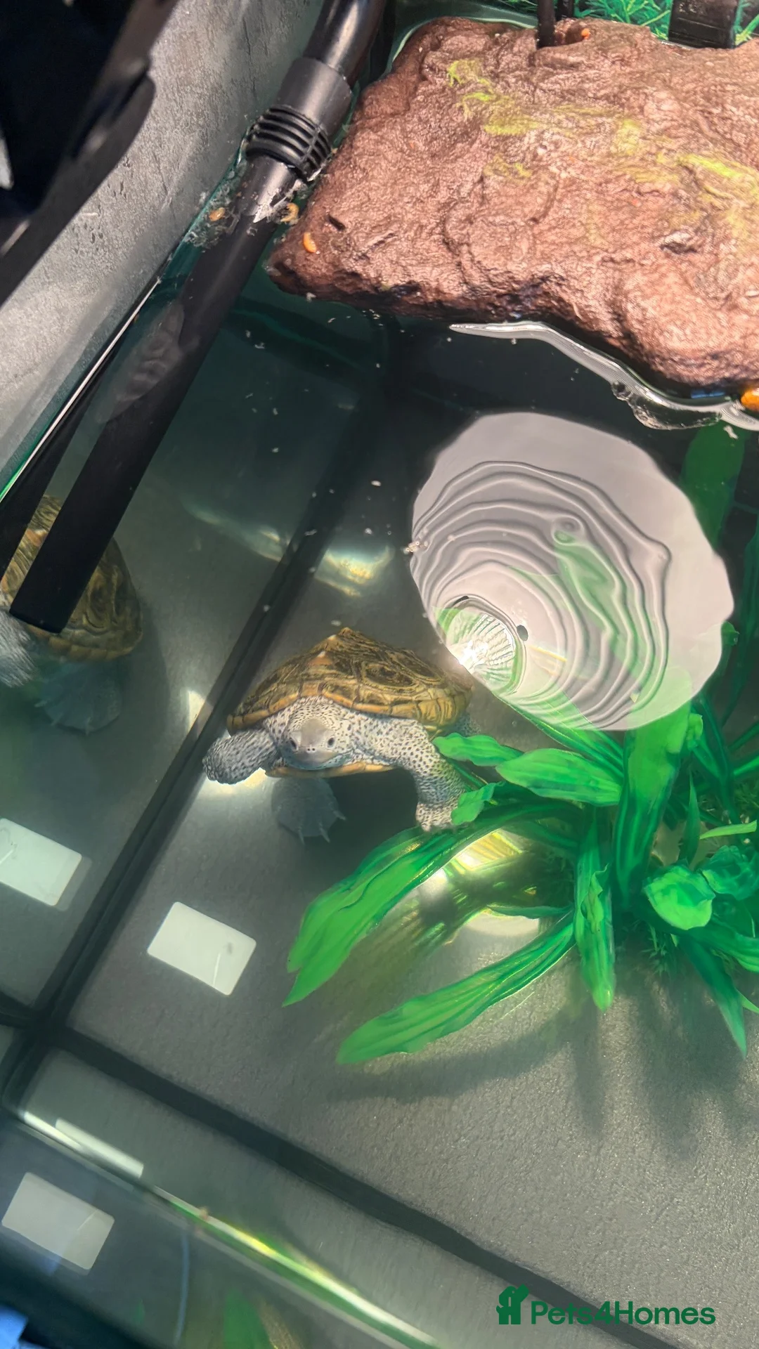 Turtle reptiles for sale: Turtle with full set up in Birmingham - Advert 2