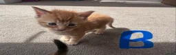 Mixed Breed cats for sale: Mixed litter  - Advert 7