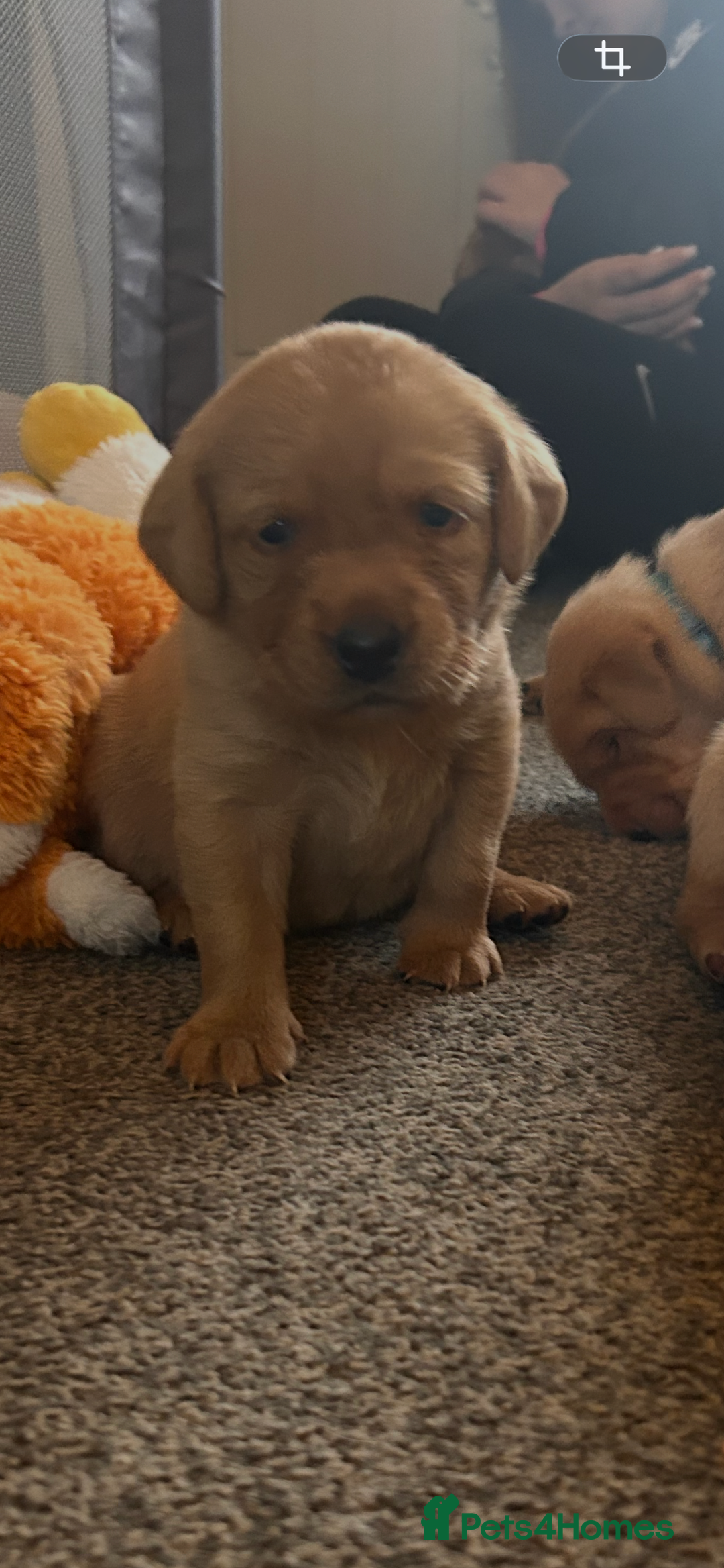 Labrador Retriever dogs for sale: Pure breed Labrador pups  - Advert 11