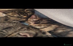 Mixed Breed cats for sale: Beautiful kittens  - Image 38