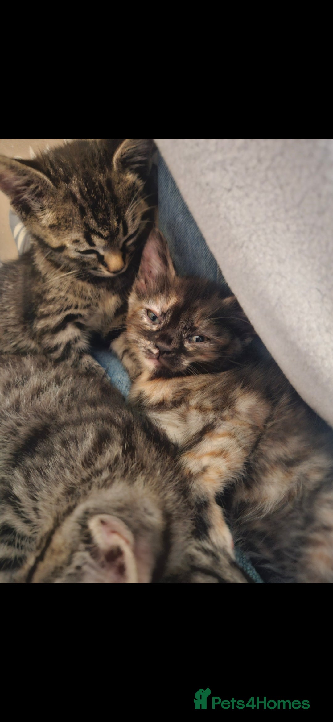 Mixed Breed cats for sale: Beautiful kittens  - Image 38