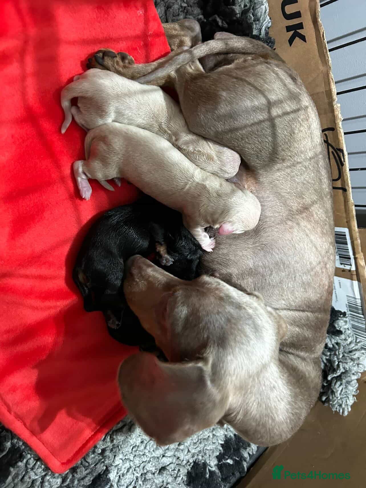 Miniature Dachshund dogs for sale: Absolutely stunning mini dachshunds  - Advert 2