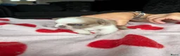 Pug dogs for sale: pug puppies  - Advert 22