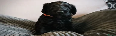 Bruiser