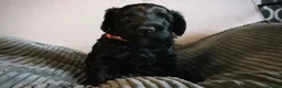 Cockapoo dogs for sale: F1B Cockapoo Puppies - Advert 5