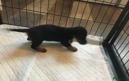 Miniature Dachshund dogs for sale: Miniature dachshund baby’s  - Image 11
