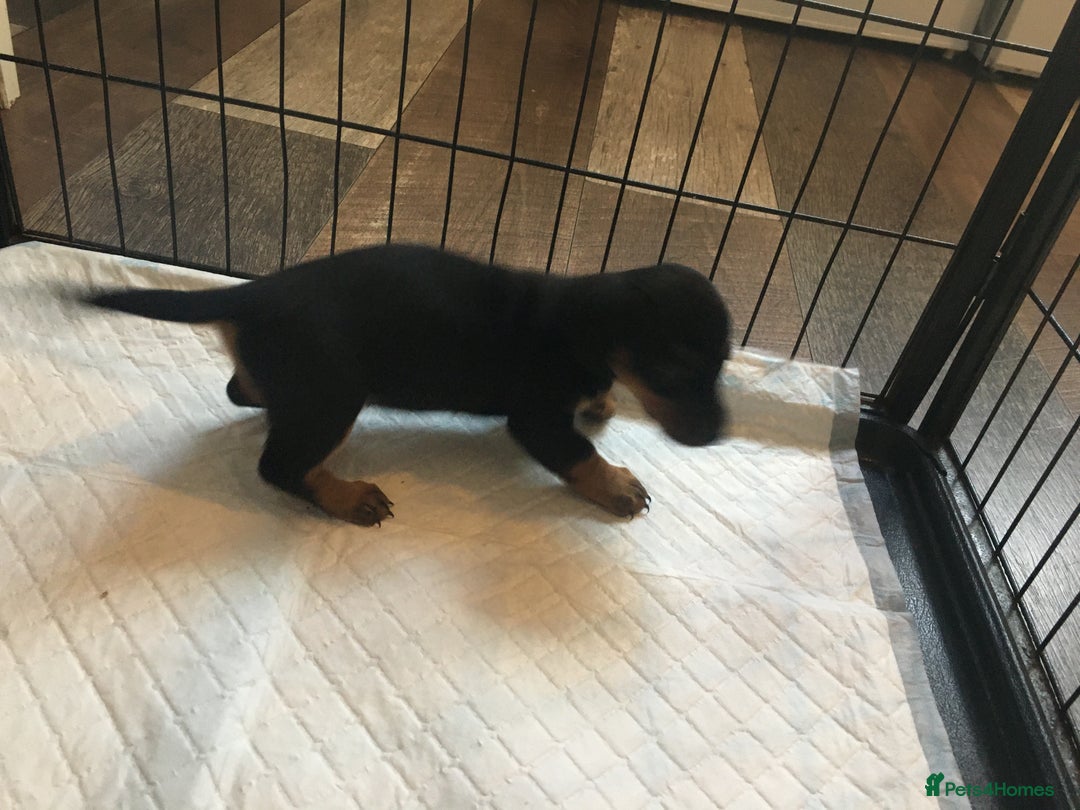 Miniature Dachshund dogs for sale: Miniature dachshund baby’s  - Image 11