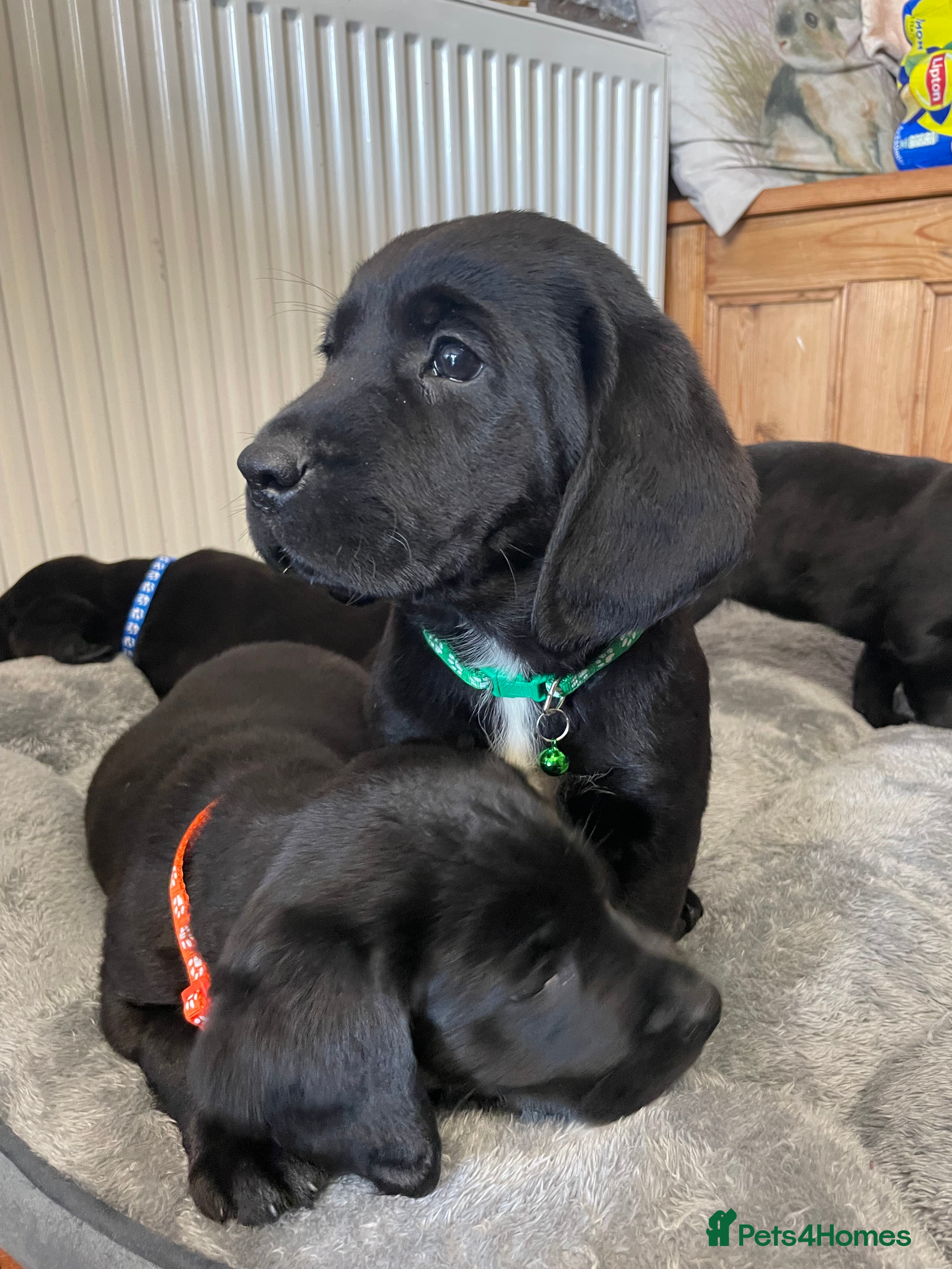 Springador Dogs Breed - Information, Temperament, Size & Price | Pets4Homes