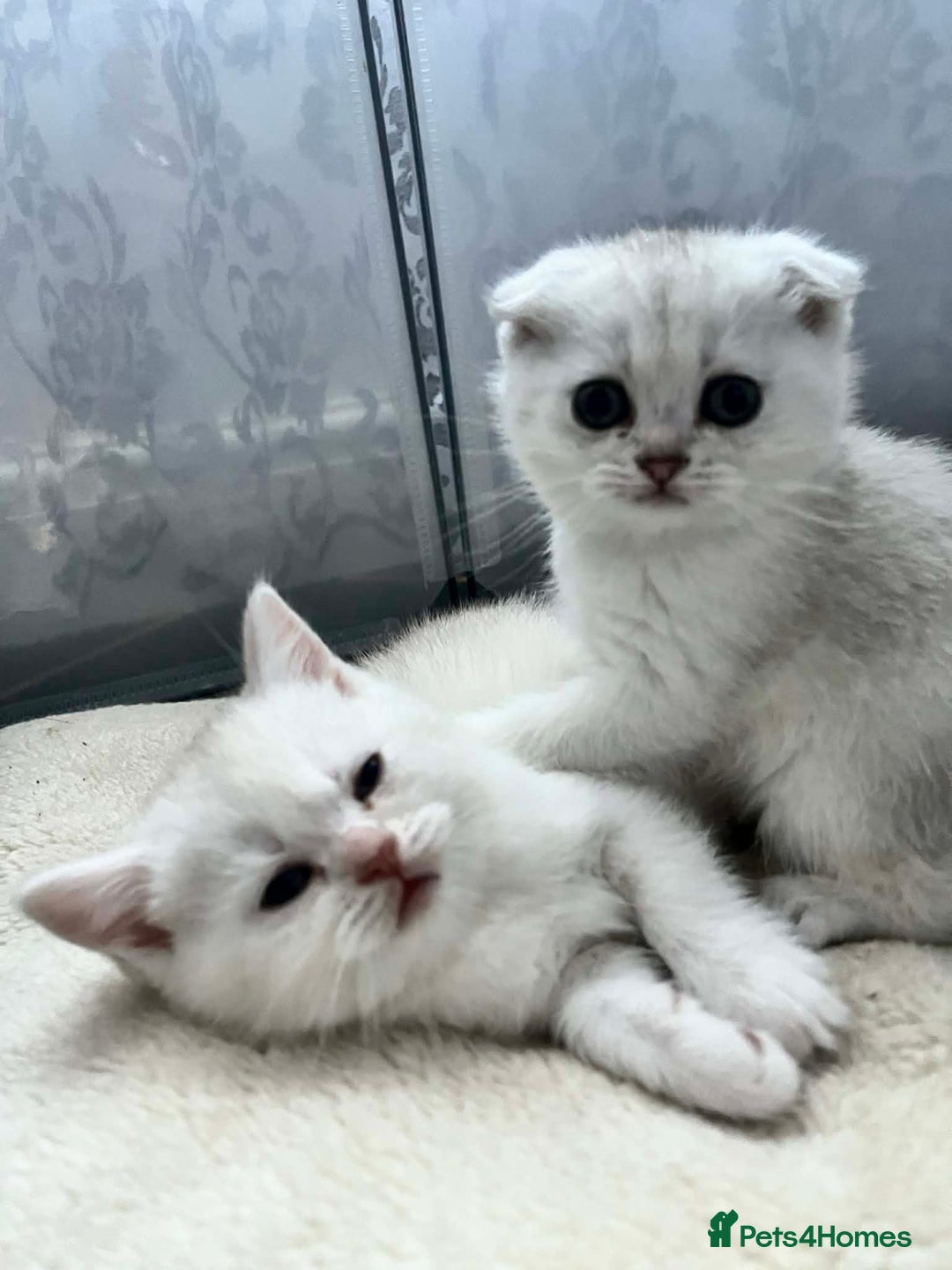 Scottish Fold cats for sale: Adorable Scottish Fold/Straight kittens  - Advert 18