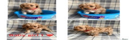 Cavapoo dogs for sale: Beautiful toy cavapoo puppies - Advert 10