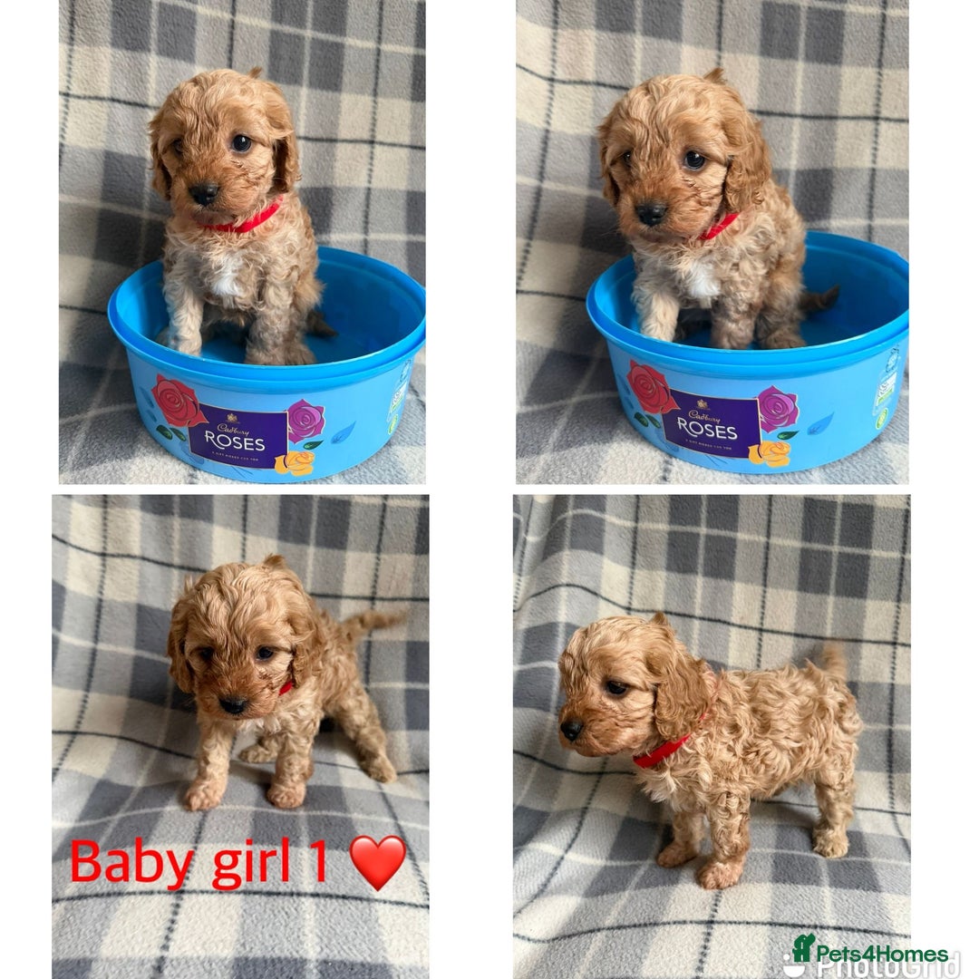 Cavapoo dogs for sale: Beautiful toy cavapoo puppies - Advert 10