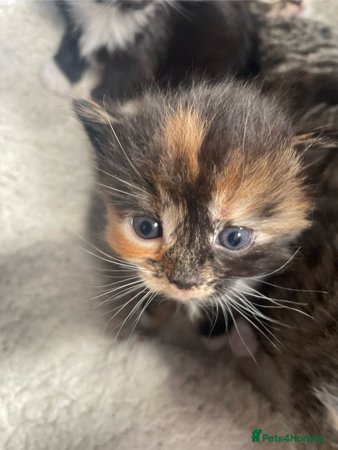 Bengal cats for sale: Part bengal kittens  - Image 4